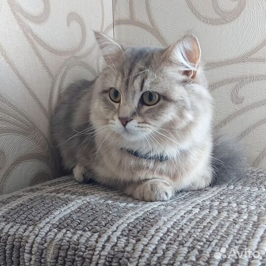 Шотландская кошечка