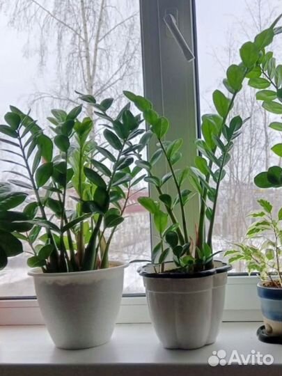 Долларовое дерево