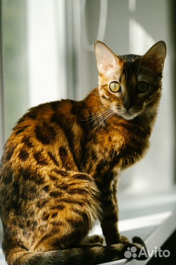 Бенгальская кошка