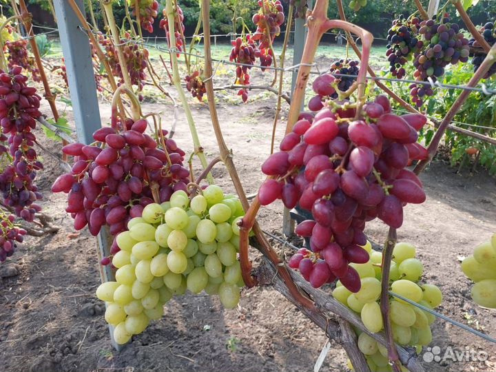 Саженцы винограда
