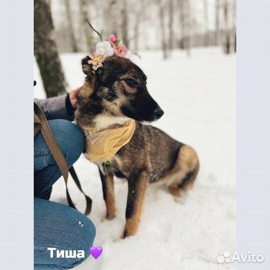 Хорошая девочка в добрые руки