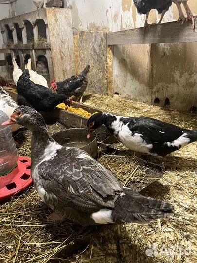 Яйца утиные домашние