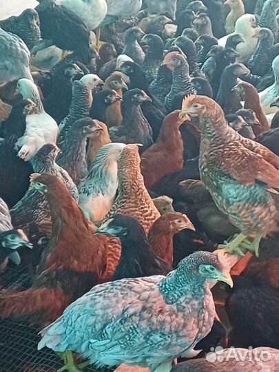 Несушки чешский доминант