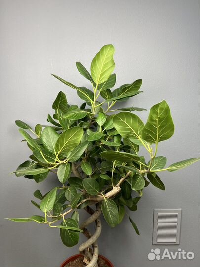 Фикус бенгальский одри двойная спираль H 140