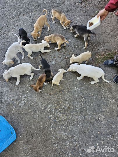 Отдадим щенков в добрые руки