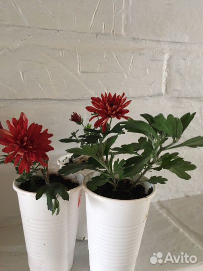 Хризантема мультифлора