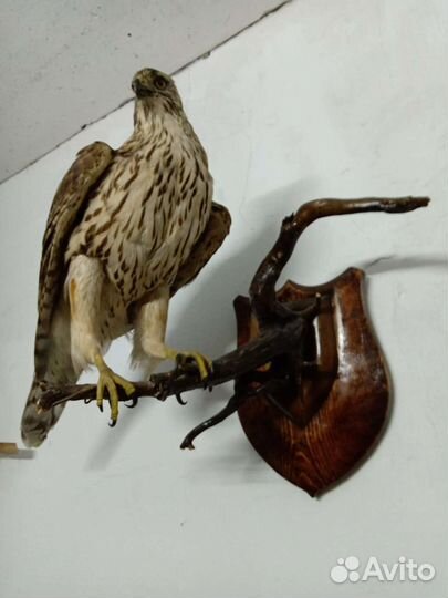 Чучело птицы