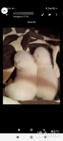 Британские серебристая шиншилла