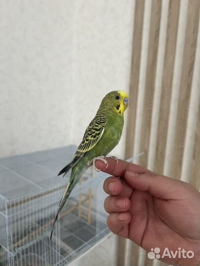 Волнистый попугай ручной