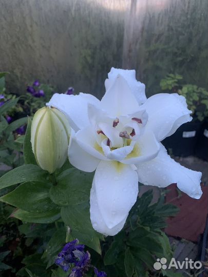 Лилия махровая Каролина