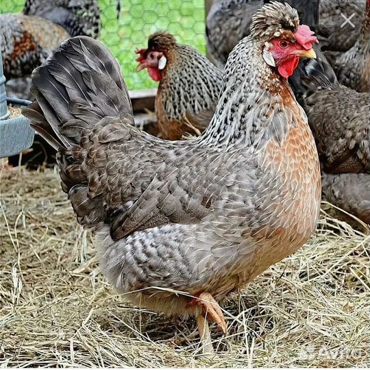 Инкубационное яйцо кур Лекбаров