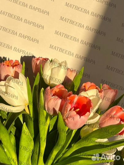 Тюльпаны