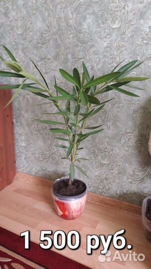 Олеандр (розовый махровый)