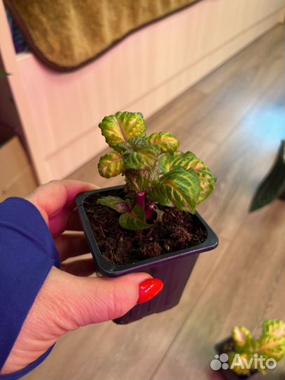 Иризине голд стар