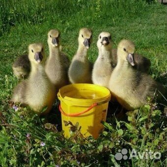 Цыплята бройлеры, гуси, утки, индюки