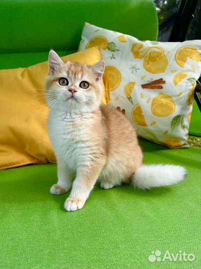 Британская девочка золотая шиншилла