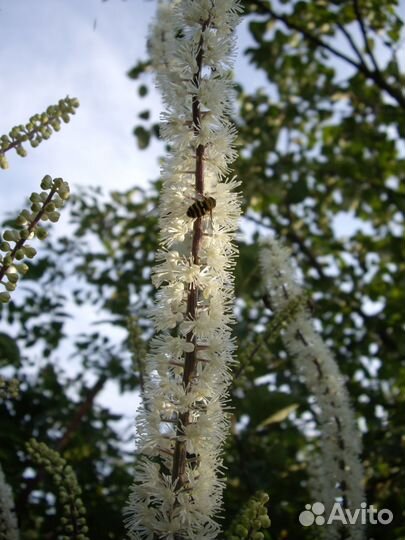 Флокс пирамидальный Розалинд, клопагон
