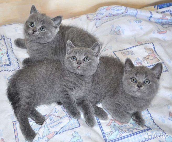 Смесь с британцем