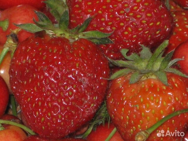 Клубника ремонтантная Чудо мира