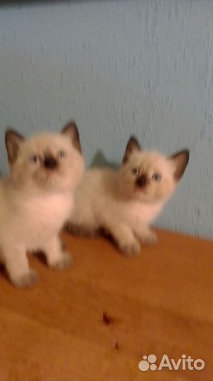Сиамские котята