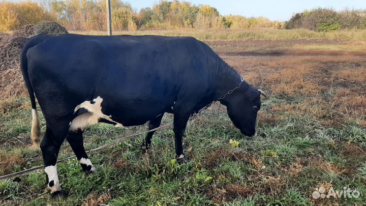 Корова высокоудойная