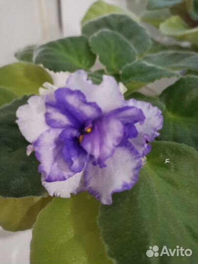 Листочки, Детки, стартеры узамбарских фиалок