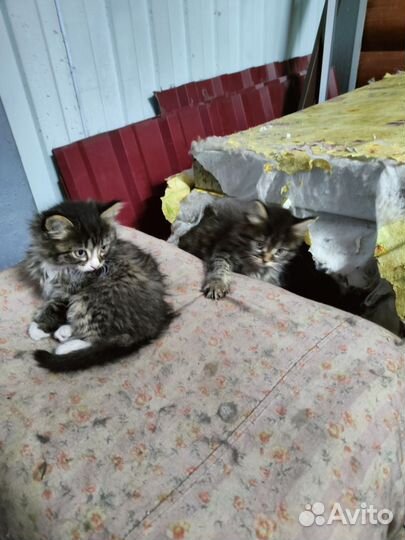 Кошки в добрые руки