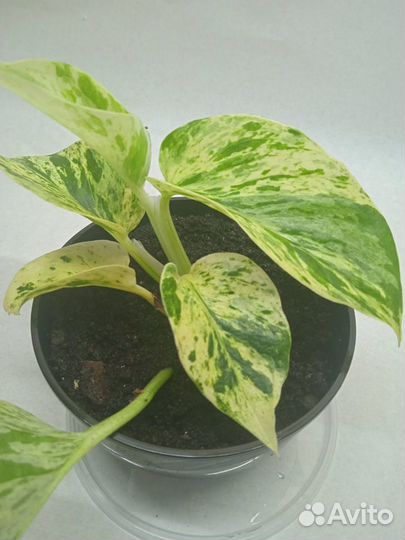 Эпипремнум Марбл Квин Marble Queen на укоренение