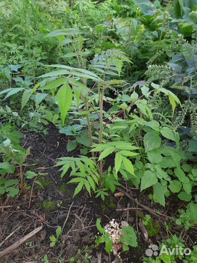 Саженцы сумах оленерогий