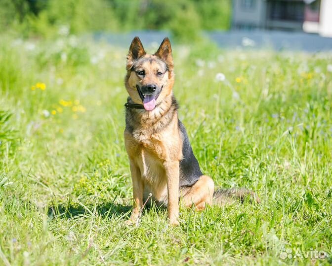 Собака в дар в добрые руки