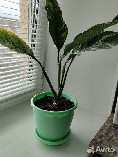 Комнатные цветы