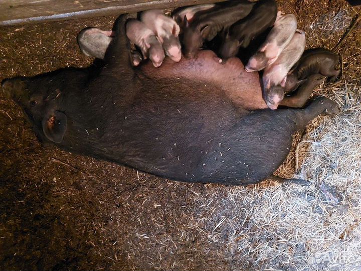 Поросята Свиноматки Кабан Свиньи