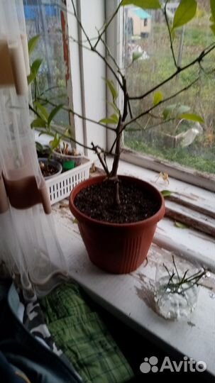 Лимонное дерево