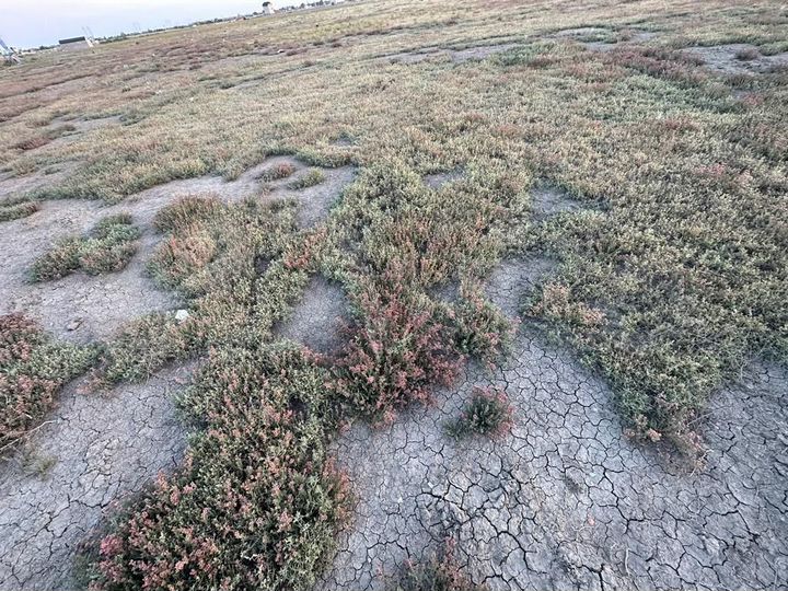 Участок 4,9 сот. (ИЖС)