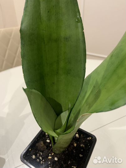 Сансиверия