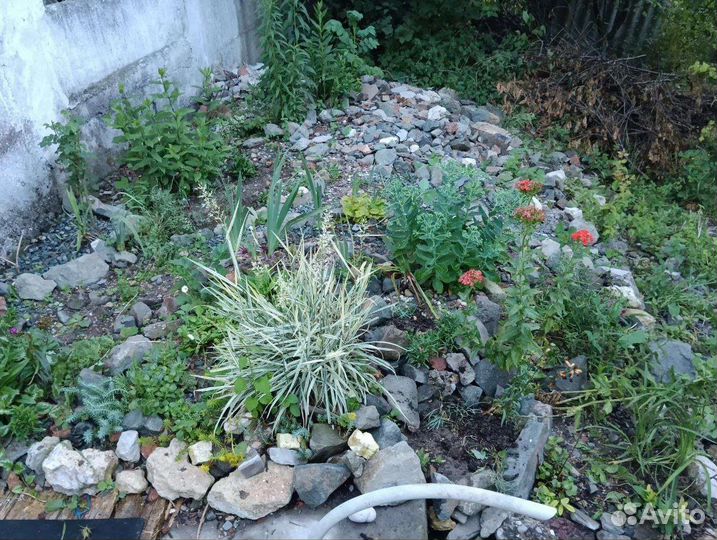 Садовые многолетние растения