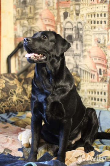 Лабрадор для вязки