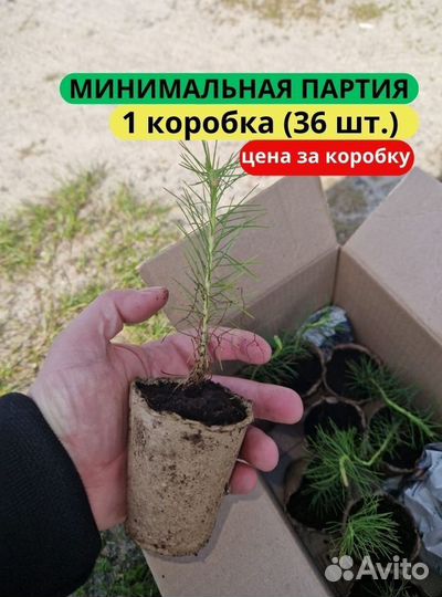 Сеянцы сосны зкс от производителя