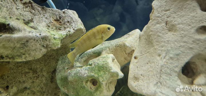 Рыба Цихлиды еллоу