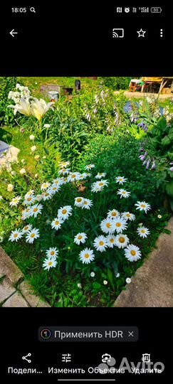 Многолетние садовые цветы