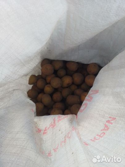 Семенной картофель