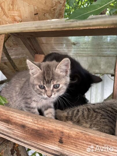 Кошка