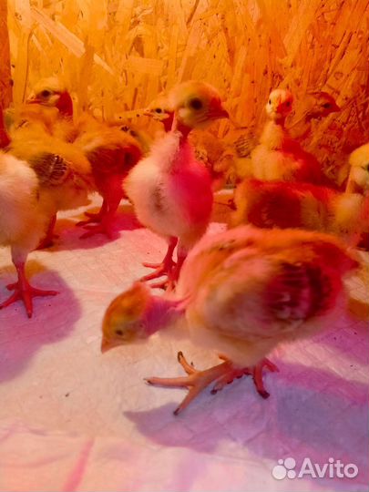 Цыплята несушки, Голошейка