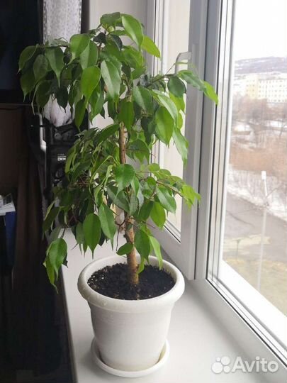 Фикус бенджамина