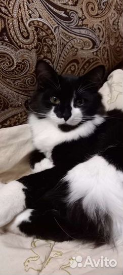 Котик в добрые руки