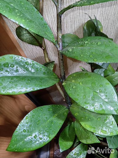 Замиокулькас