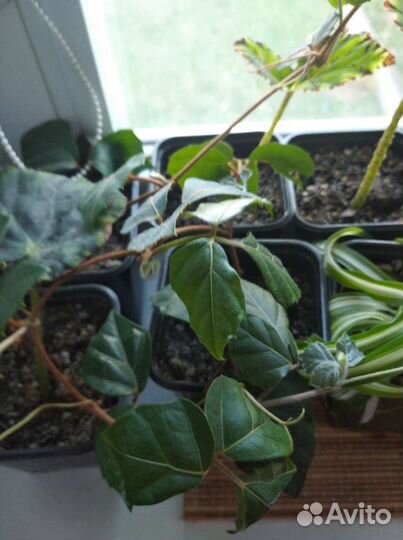 Комнатные растения детки