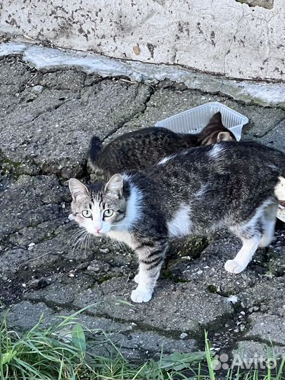 Кошка с котенком