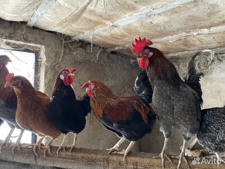 Несушки молодки