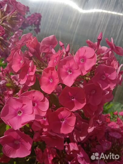 Садовые цветы многолетники